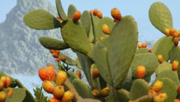 Prickly pear Cactus